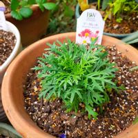 マーガレット,マーガレットストロベリーホイップ,PW,庭の画像