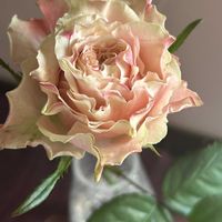 日比谷花壇,花のある暮らし,花のある生活,切り花を楽しむの画像