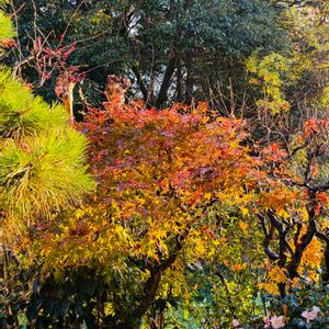 もみじ紅葉,今年もありがとう,小さな庭の画像