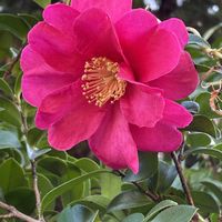 サザンカ,ドウダンツツジ,小学校の校庭の画像