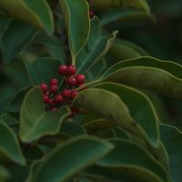 ハオルチア,多肉植物,観葉植物,塊根植物,サボテン科の画像