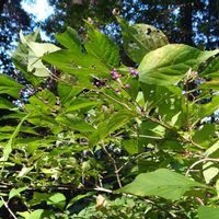 ムラサキシキブ,樹木の画像