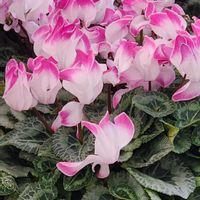 シクラメンの画像