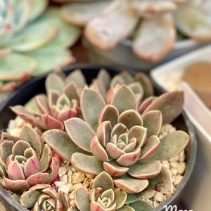 多肉植物,紅葉する多肉,緑のある暮らし,多肉植物のある暮らしの画像