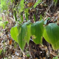 ホトトギス,ホトトギスの実,山野草の画像