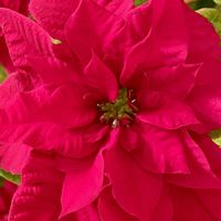 プリンセチア,プリンセチア オペラ,プリンセチア オペラ,プリンセチア・ロゼマーブル,プリンセチア・ロゼマーブルの画像