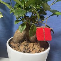 ガジュマルの画像