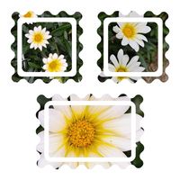 ガザニア,花のある暮らし,植中毒,花自慢,花中毒の画像