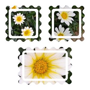 ガザニア,花のある暮らし,植中毒,花自慢,花中毒の画像