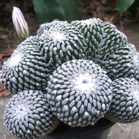 精巧殿,珍奇植物,グランカクタス,植中毒,千葉県の画像