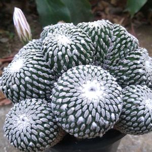 精巧殿,珍奇植物,グランカクタス,植中毒,千葉県の画像