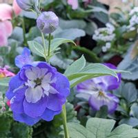 プリムラ マラコイデス,デルフィニウム,古都さくらの画像