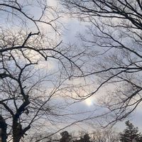 サクラ,マツ,朝散歩,東北の冬,冬の風景の画像