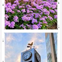 イベリス,シンジュノキ  ,実がなる,かわいいな♡,美しいの画像