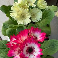 ガーベラ,シクラメン,シクラメン,ビオラ,シクラメン　ファルバラローズの画像