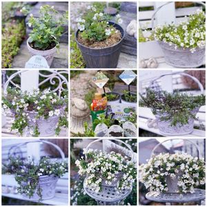 マイガーデン,癒し,小花会,PWアンバサダー,ステラ　スノーストーム　ポーラーアイスの画像