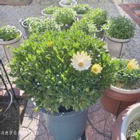 キララ,オステオスペルマム キララ,キララホワイト,ガーデニング初心者,サントリー フラワーズの画像