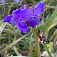 サザンカ,タマスダレ,ムラサキツユクサ,停止中の大観覧車の画像