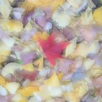 イチョウ,モミジバフウ,紅葉（こうよう）,落ち葉,黄葉の画像