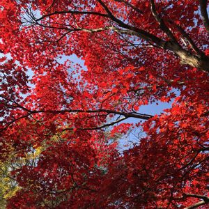 小さな庭,お出かけ先の画像