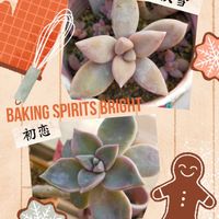 初恋,淡雪,花桃,リメ缶,クリスマスプレゼントの画像