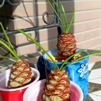 マツ,ヒマラヤ杉,コウヤマキ,コウヤマキの実,大人の着せ替え人形の画像