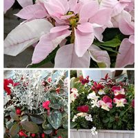 ポインセチア,寄せ植え,ホームセンターの画像