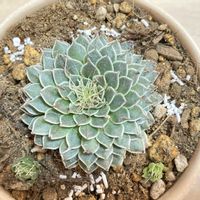 ペラルゴニウム・アッペンディクラツム,グラプトペタルム菊日和,塊根植物,衰えない植欲,植木鉢もお気に入りの画像