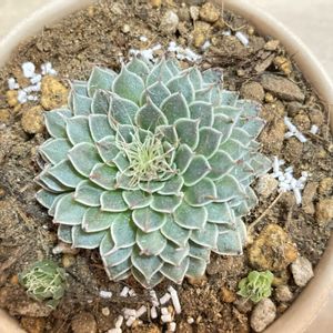 ペラルゴニウム・アッペンディクラツム,グラプトペタルム菊日和,塊根植物,衰えない植欲,植木鉢もお気に入りの画像