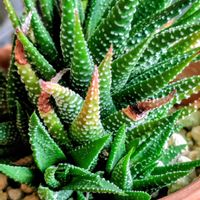 白檀,十二の巻の画像