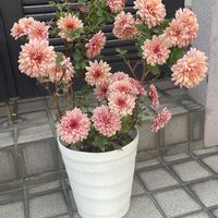 豆苗,胡蝶の舞,胡蝶の舞,豆苗2期目,八重咲き朝顔 スプリット ペタルの画像