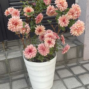 豆苗,胡蝶の舞,胡蝶の舞,豆苗2期目,八重咲き朝顔 スプリット ペタルの画像