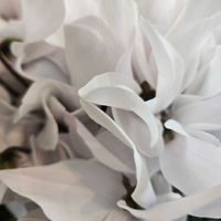 シクラメン,綺麗,癒し…♡,おでか先の画像