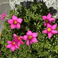 オキザリスの画像