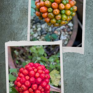 鉢植え,裏庭の画像