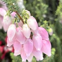 花壇,可愛い,癒し,花散歩,ぷっくりの画像