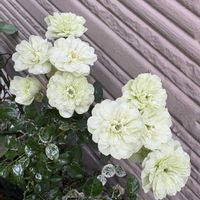 ホトトギス,ホトトギス,ミニバラ・グリーンアイス,ミニバラ・グリーンアイス,花のある暮らしの画像