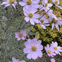 コスモス,散歩にて,いいねをありがとうございます¨̮♡︎,子ども園の花壇の画像