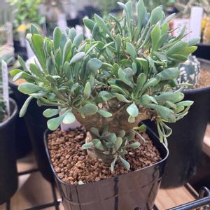 黒鬼城,オトンナ・ユーフォルビオイデス,塊根植物,オトンナ属の画像