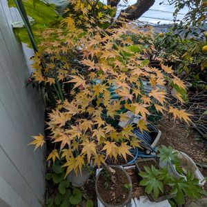 鉢植え,裏庭の画像