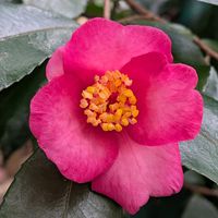 鉢植え,裏庭の画像