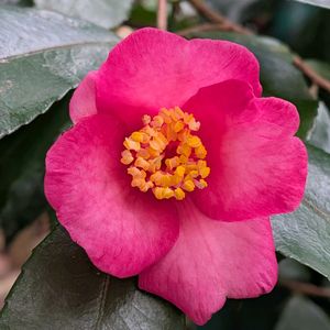 鉢植え,裏庭の画像