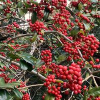 イイギリ,サンシュユ,アキグミ,クロガネモチ,アマミヒイラギモチの画像