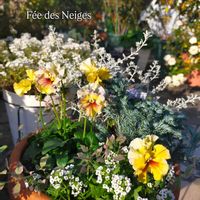 スイートアリッサム ,オレアリア　リトルスモーキー,セリフラミンゴ,コニファー ボールバード,パンジー フェデネージュの画像