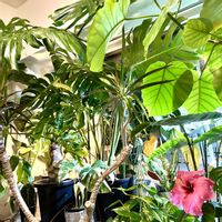 ストレリチア,ドラセナ,ハイビスカス,モンステラ,ウンベラータの画像