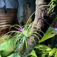 エアプランツ,流木,エアプランツの蕾の画像