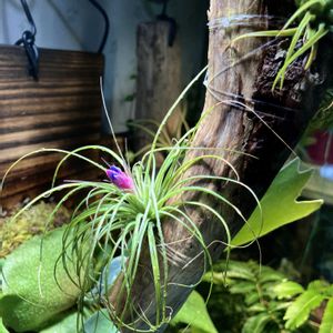 エアプランツ,流木,エアプランツの蕾の画像