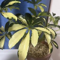 シェフレラの画像