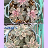 アプリコット美人,ティチュバンス錦,多肉植物,多肉中毒,ベランダ多肉の画像