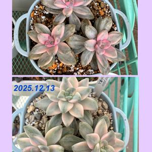 アプリコット美人,ティチュバンス錦,多肉植物,多肉中毒,ベランダ多肉の画像